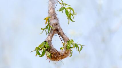 spring tree branches