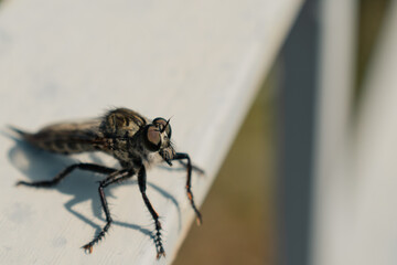 Hairy robber fly with large eyes standing and preparing to fly for new prey