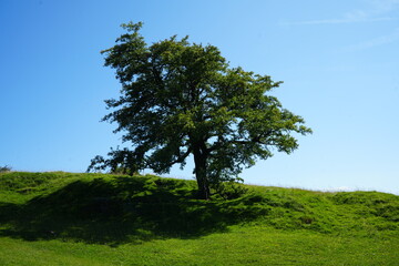Breathtaking Lone Tree on Sunny Hilltop near Solomon’s Temple, Buxton
