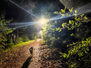 Wolf walking along a forest path illuminated by bright lights at night