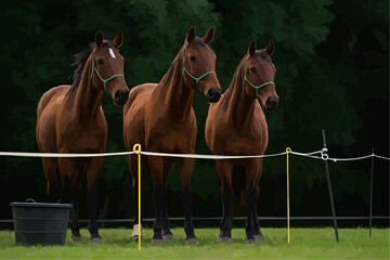 Obraz premium two horses on a farm