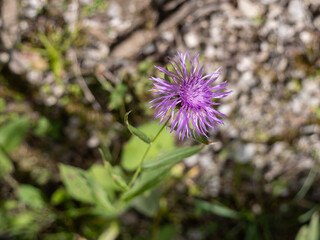 Close up of Purple Centaurea Blooming Amongst Green Foliage