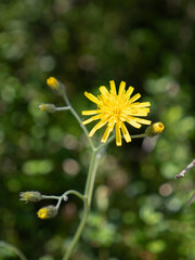 Close up of Yellow Wildflower with Green Stem and Leaves