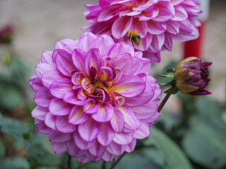 Close-Up of Pink Dahlias in Full Bloom with Pink Petals and Yellow Centers