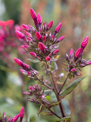 Close-Up of Pink Phlox Flowers Against a Blurred Green Background