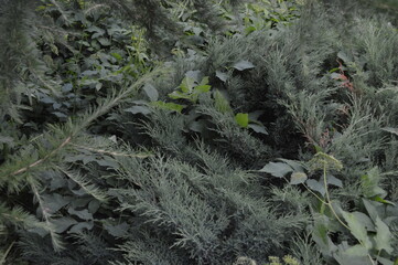 fern in the forest, background of deciduous and coniferous plants, trees, shrubs, nature, live, photography, green background, new year, summer