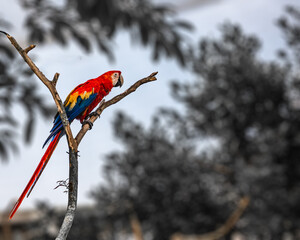 A Scarlet Macaw