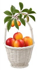 Ripe Red and Yellow Plums in White Wicker Basket with Green Leaves,Hari Raya Haji  Eid al-Adha