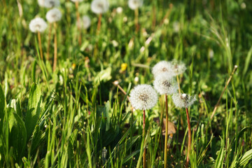 White fluffy dandelions close-up in green grass in sunlight