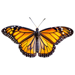 A striking orange and black butterfly is isolated on transparent background