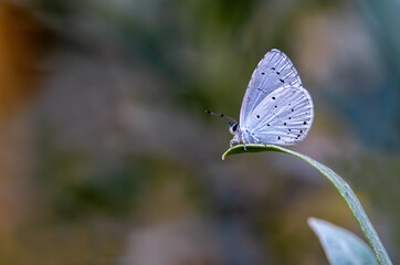 Sacred Blue butterfly (Celastrina argiolus) on plant