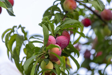 Organic Red plums on the tree.