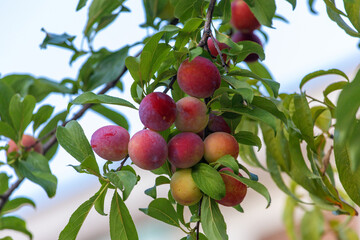 Organic Red plums on the tree.