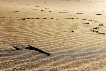 Strip of sand with a piece of wood and ripples and bird tracks out of focus