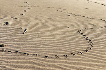 Animal tracks on a strip of wavy sand