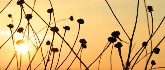 Sunset, golden hour. Close-up of grass against a blurred sunset background