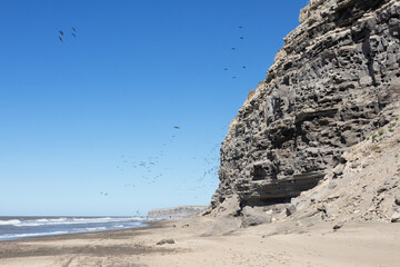 Dozens of birds flying near a large cliff where their nests are located