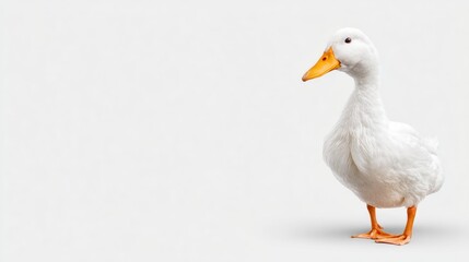 Obraz premium White duck on a light gray background