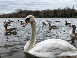 Close Up Of Swan In Water