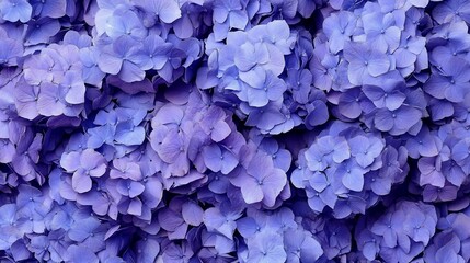 Close-up vibrant purple hydrangeas