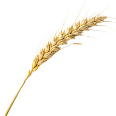 A single stalk of ripe golden wheat with grains in the ear isolated on a transparent background png