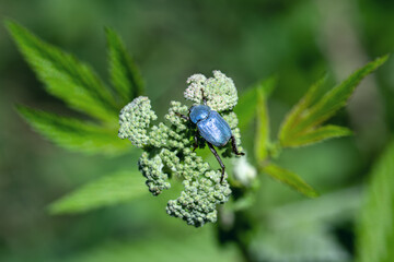 Metallic blue beetle hoplia coerulea on flower in a summer meadow. close-up