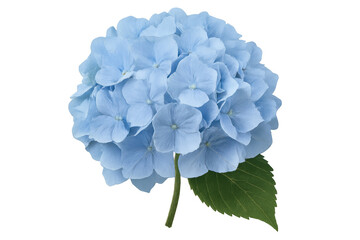 Light blue hortensia flower blooming with green leaf, highlighting soft petals and delicate floral structure against transparent backdrop