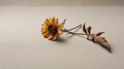 Dried Sunflower and Withered Leaves on Beige Background