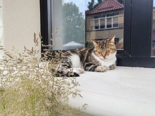 a fluffy cat sleeping on the window. a pet. a background for decoration