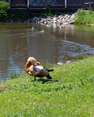 The duck stands on the shore of the lake, its nose tucked under its wing.