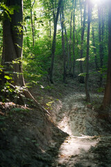 Sun-dappled forest path descending through lush green trees, bathed in natural light.