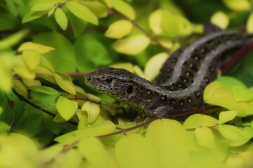 Close-up of lizard on bright yellow foliage