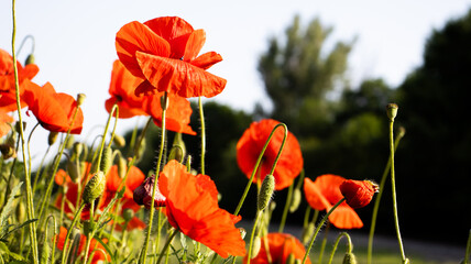 Obraz premium Vibrant poppy flowers sway gently in the warm sunlight amidst a lush green backdrop in a serene garden setting