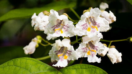 Delicate white flowers bloom beautifully in a lush green garden, showcasing nature's artistry on a bright sunny day