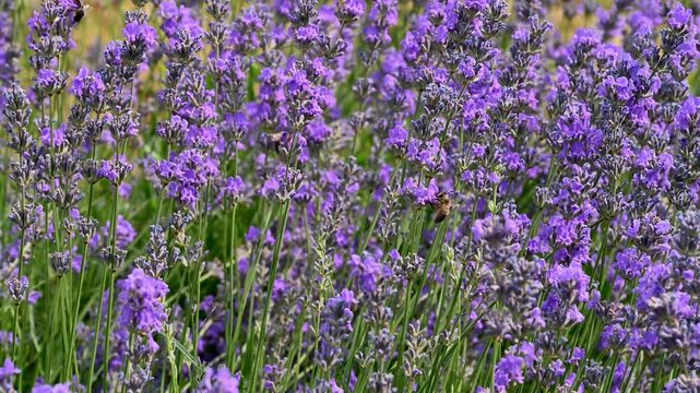 lavender field in provence