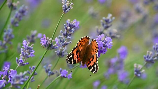 butterfly on lavender
