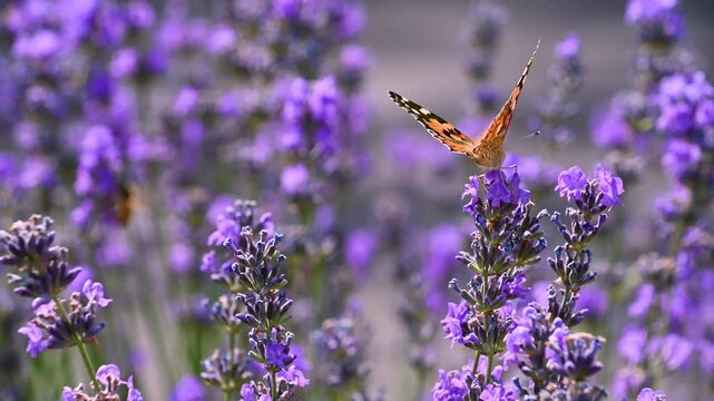 lavender flowers in the field