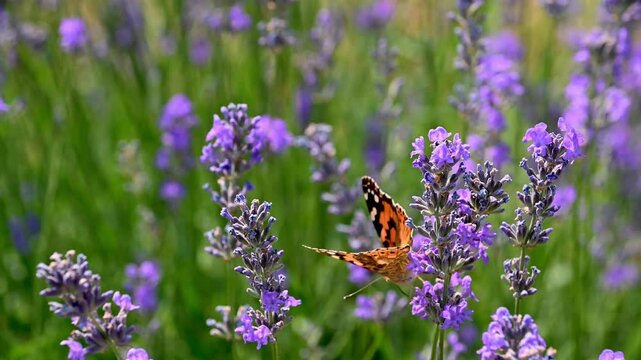 butterfly on lavender flower