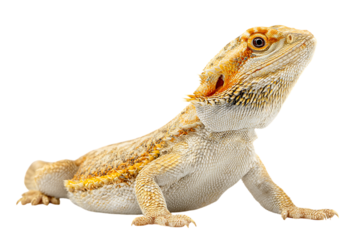 Bearded dragon lizard isolated on black background