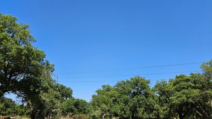 Obraz premium Clear Blue Sky with Power Lines over Green Trees – Energy and Nature Contrast