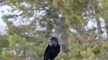 Raven 