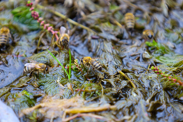 Bees actively interact with aquatic vegetation, demonstrating a natural need for liquid, collecting it from the surface of the reservoir where green and reddish algae grow.