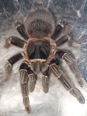 spider in the web