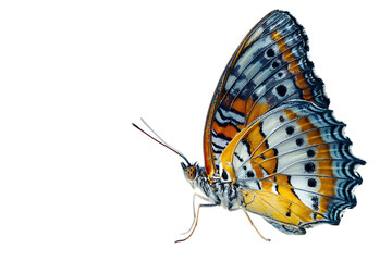 Fototapeta premium Close up of a vibrant butterfly with intricate wing patterns.