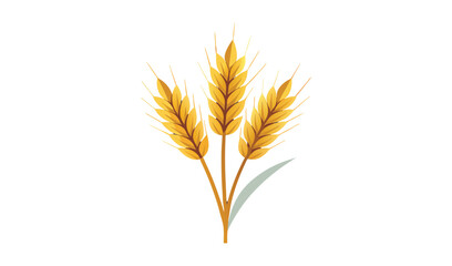 Three stalks of golden wheat isolated on white
