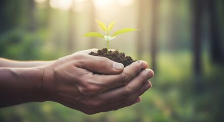 Hands Holding Seedling in Soil: Nurturing Life and Growth,  A Symbol of Hope and Sustainability in Nature