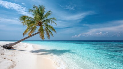 Lone palm tree leans over pristine white sand beach, turquoise water