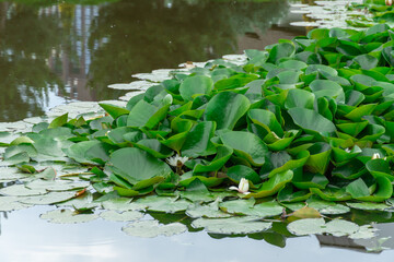 Group flowers lotus of white water lily grows and bloom in river. Nymphaea alba it has roots are long and floating wide green leaves. Blossom herbaceous aquatic plant of family nymphaeum in lake.