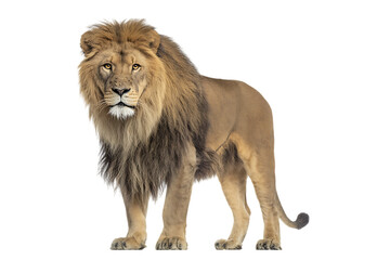 Obraz premium Powerful male lion isolated on black background.