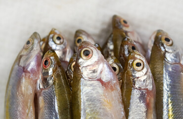 Freshly mountain smelt fish on a white background. Small fish on a white plate. Smelt fishes...